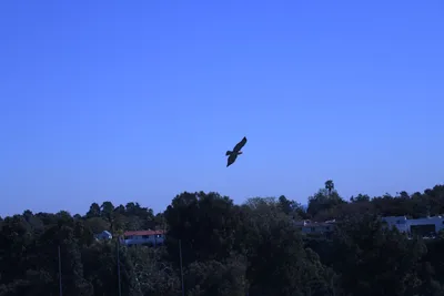 DSC_0786 (Large).JPG